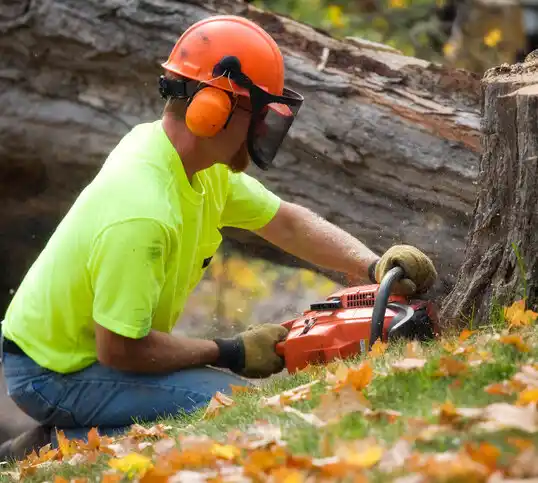 tree services Springwater Hamlet